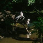 Excursii Dunăvățul de Sus în Delta Dunării – rute liniștite și lacuri